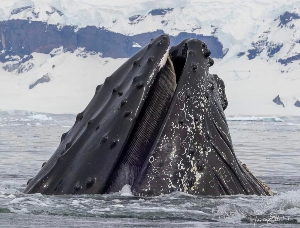 Antarctica Whale