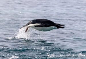 Antarctica Flying Pinguin