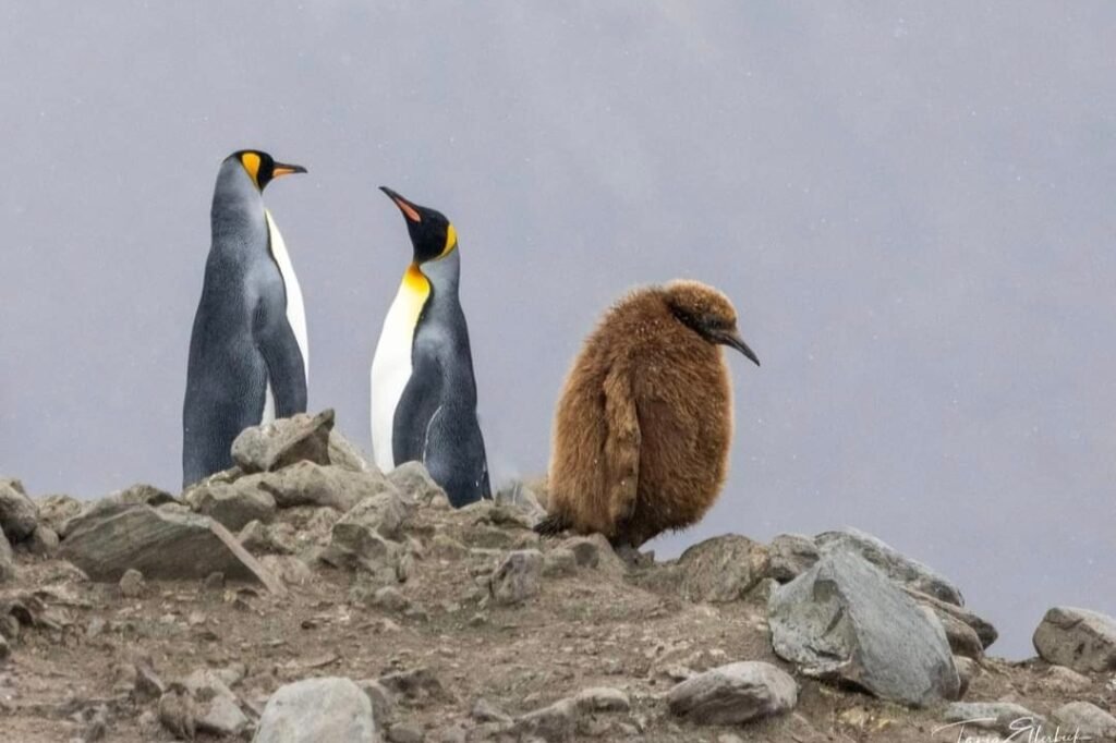 Antarctica Pinguins