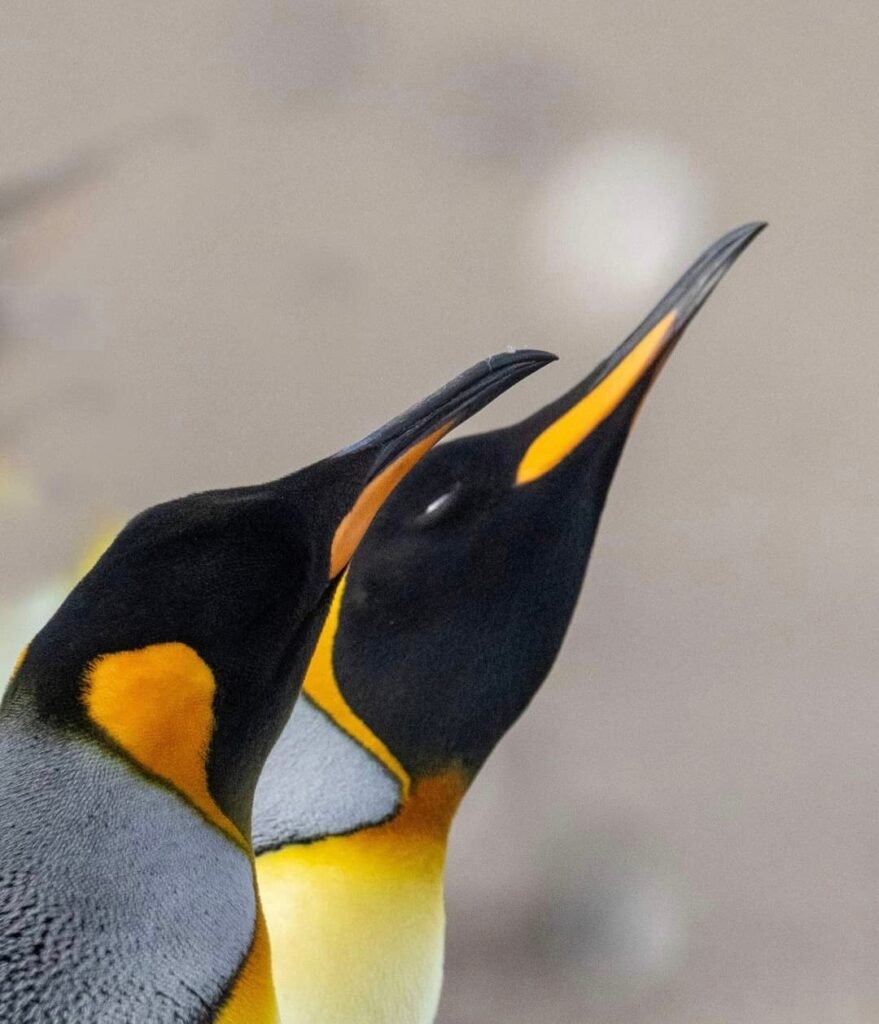 Antarctica Pinguins I am seeing the sun