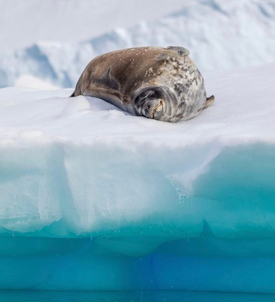 Antarctica Sleepy sea lion