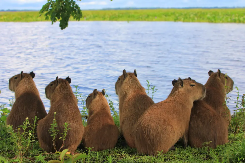 capybaras