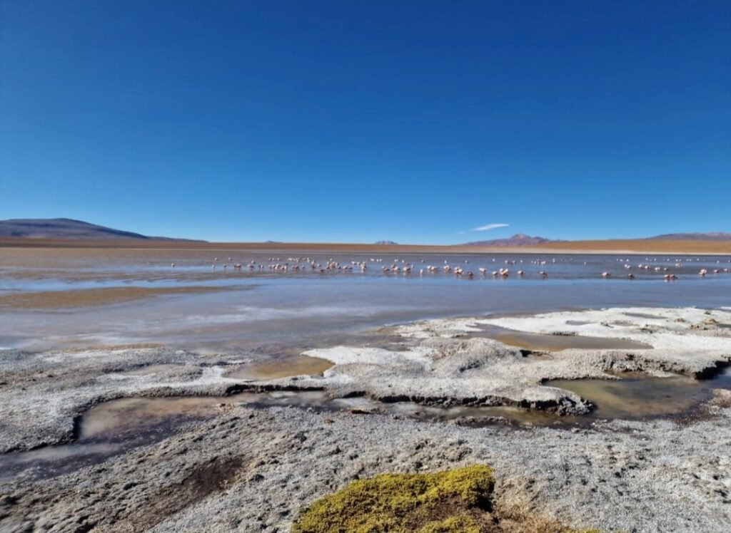 Flamencos Bolivia