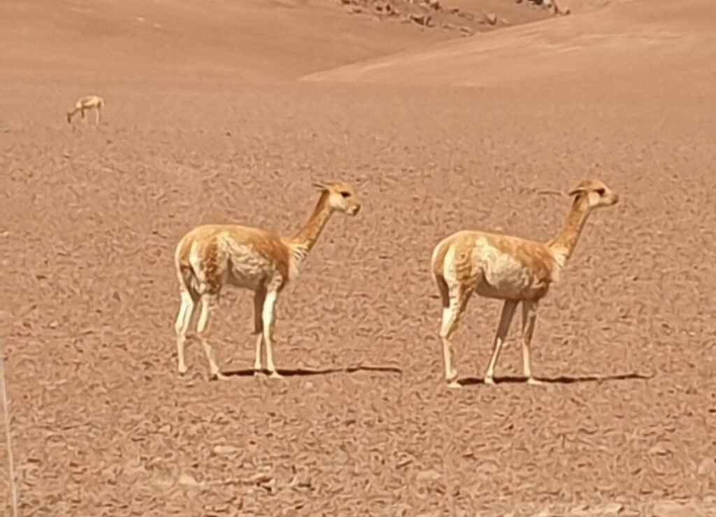 Valle de la Luna