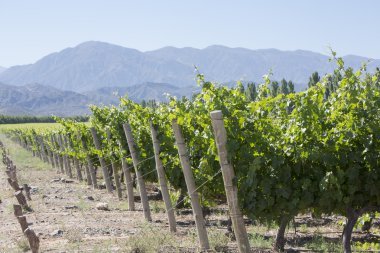 wine in argentina