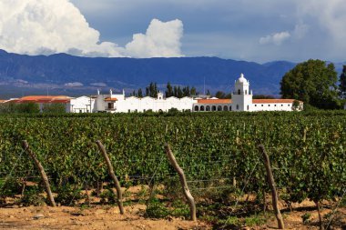 wine in argentina