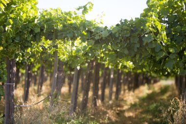 wine in argentina