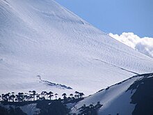 Las Araucarias