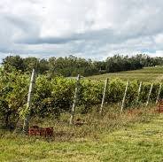 Wine in Uruguay