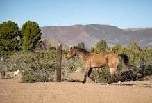 caballo en uruguay