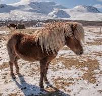 horse in uyuni bolivia