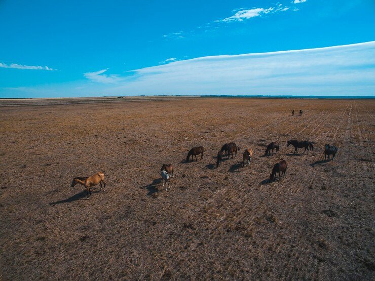 horses pampa argentina